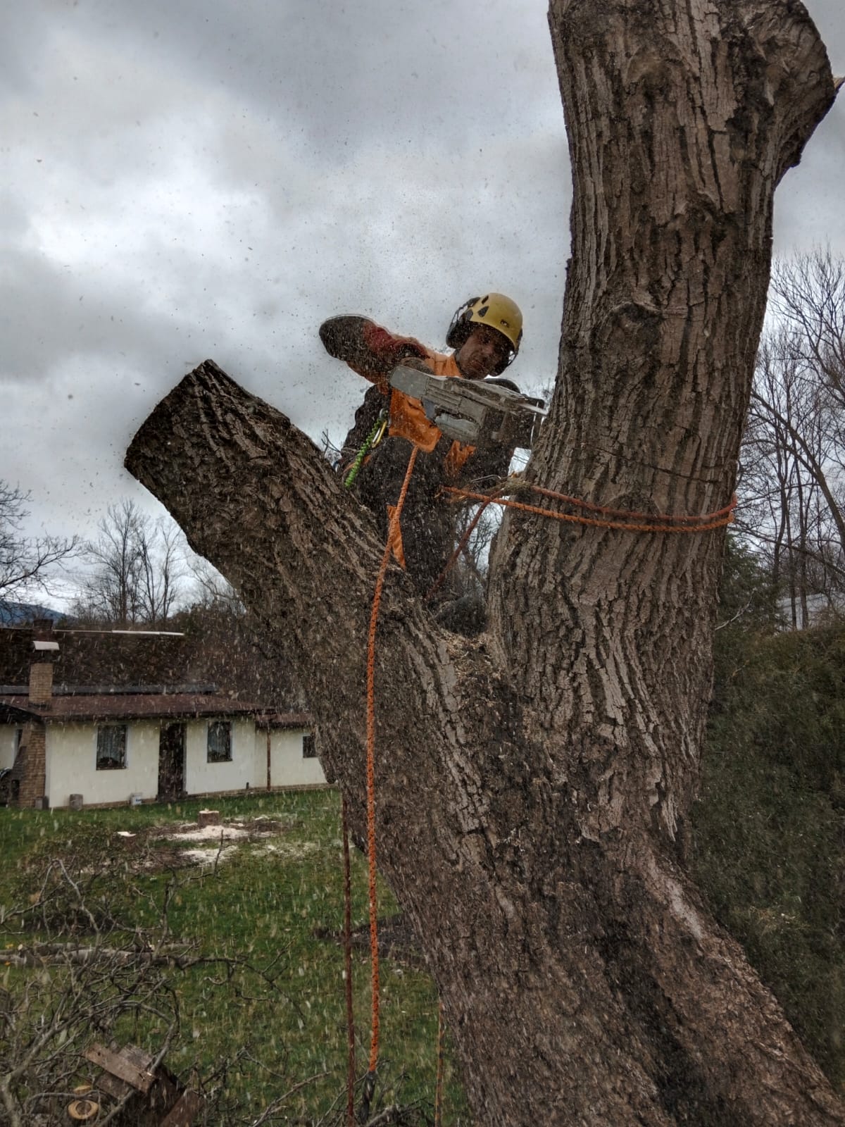 Kácení stromů za pomocí lanové techniky