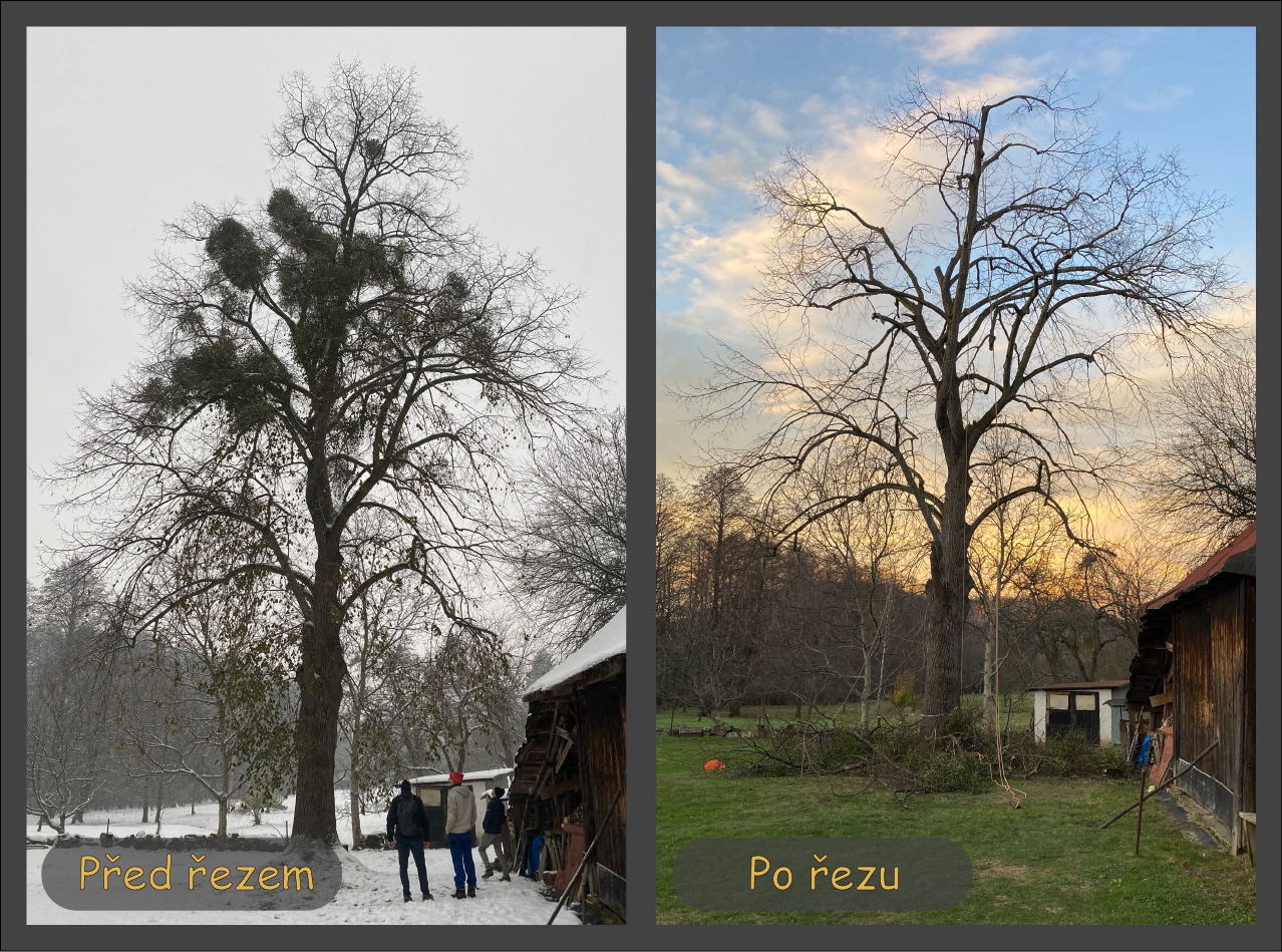 Odstranění jmelí (Před a po zásahu)