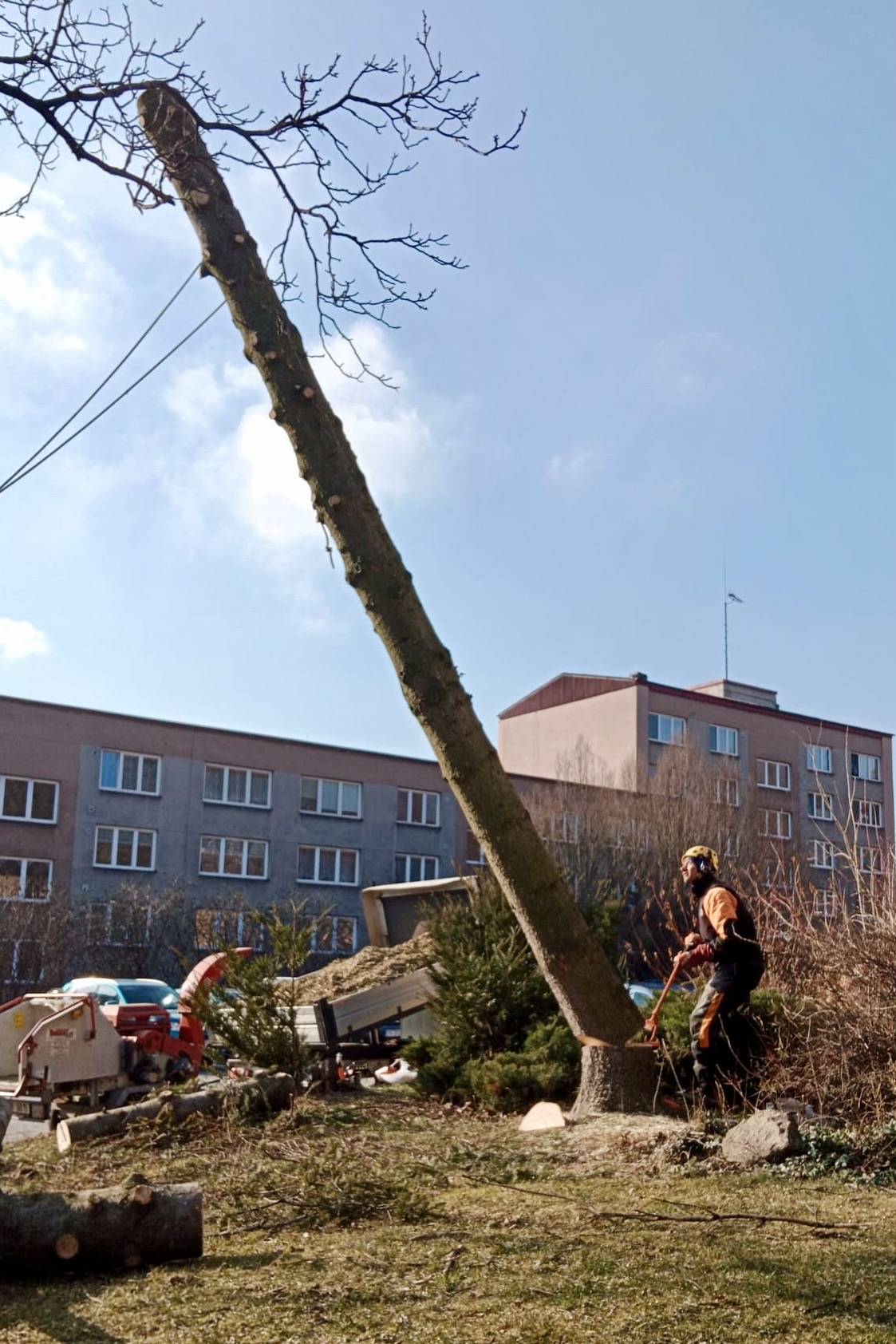 Kácení stromu v obytné zóně