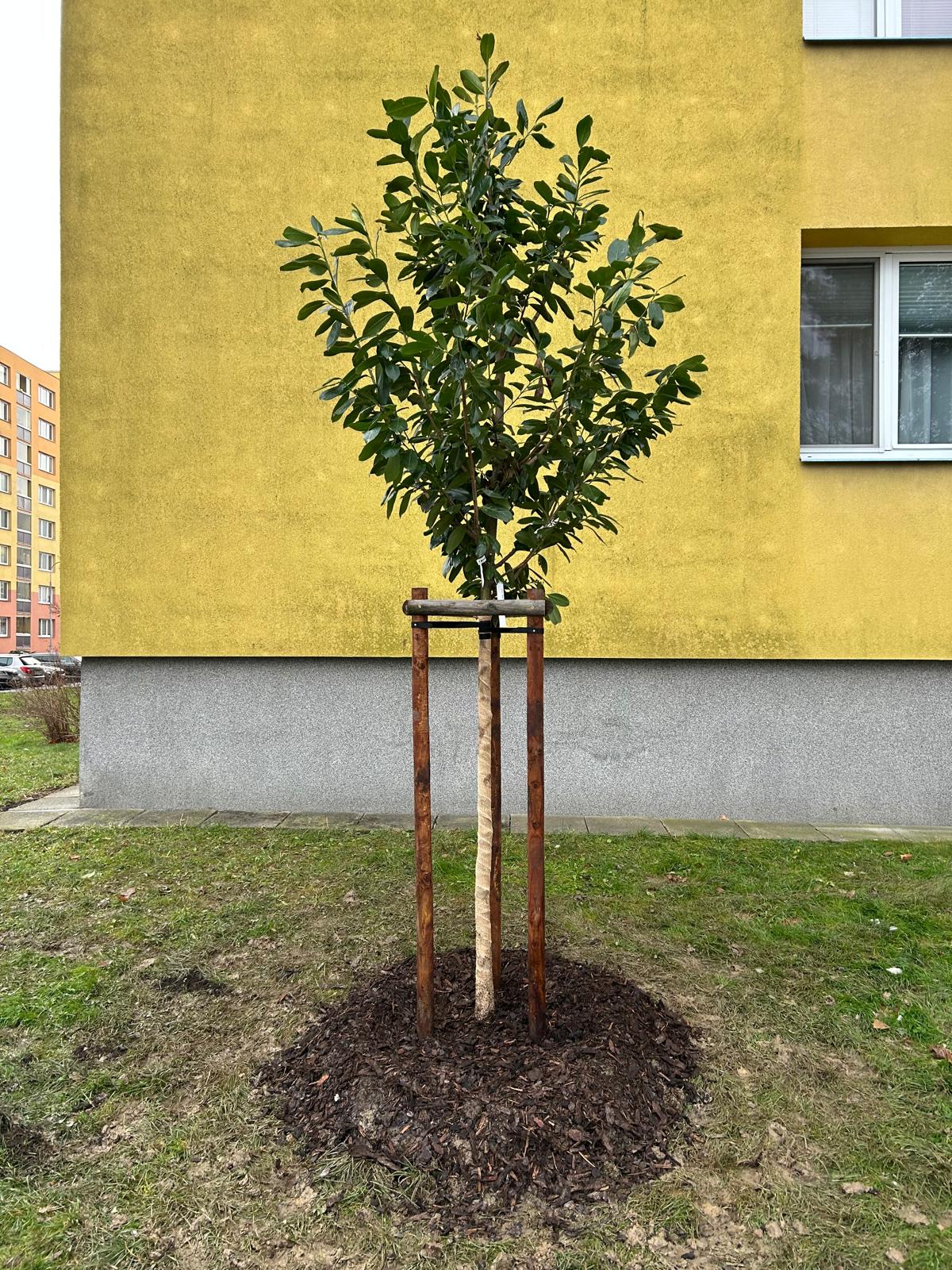 Výsadba Bobkovišně